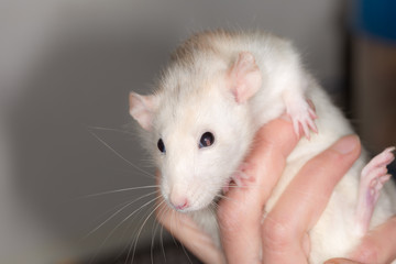 white domestic rat in hand