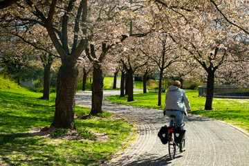 A cycling woman drive in a city park under a line of trees