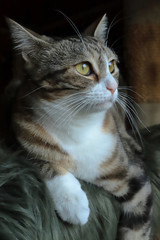 face of a tender cat with a mustache