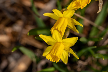 Obraz premium Im Garten