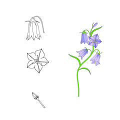 Set of campanula, their flowers, buds, leaves, isolated on white background. Vector hand drawn illustration.
