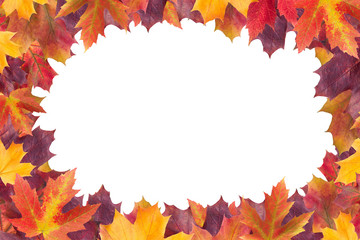 Amazing colorful background of autumn maple tree leaves background with white empty space. Multicolor maple leaves autumn background. High quality resolution picture