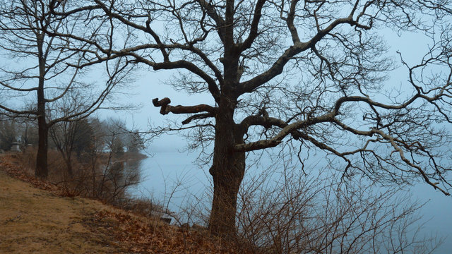 Myterious trees and a crucifix in the mist - creepy scary picture