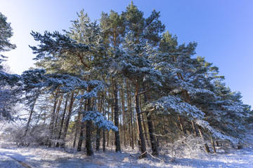 Verschneider Wald  im März