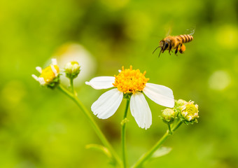 Bee eating pollen of flower in the field, Chiangmai Thailand