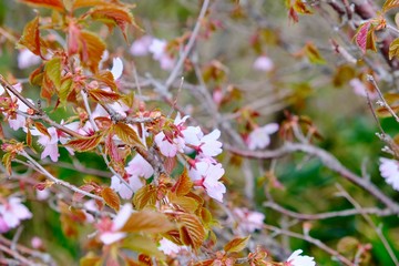 桜