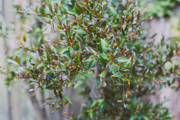 close-up of lillypilly plant outdoor