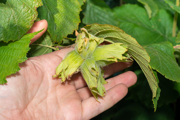 Hazelnut garden. Hazelnuts in a green shell on the branches in the hand. Fruits and flowers