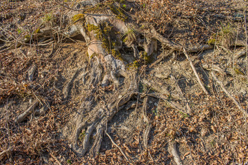 Trockene Wurzeln an einem Hang
