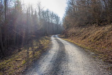 Obraz premium Leśna ścieżka ze żwirem na wiosnę