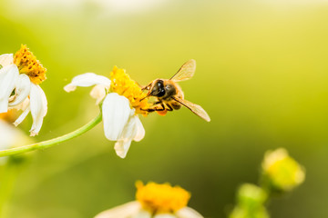 Bee eating pollen of flower in the field, Chiangmai Thailand