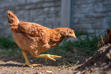 Dominant Red barred chicken looking for food in the  garden with grass