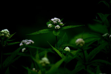 オトコエシ　男郎花