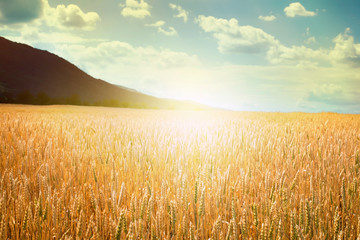 Obraz premium Cereal crops and sunlight