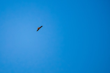 flying eagle in the blue sky