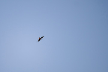 flying eagle in the blue sky