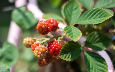 Fresh blackberry fruits on blur background.