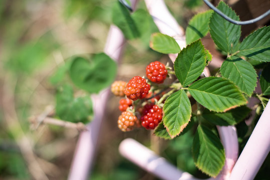 Fresh blackberry fruits on blur background.
