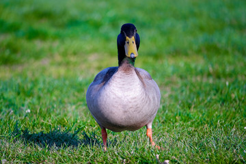 Adult Mallard Duck (Anas platyrhynchos)