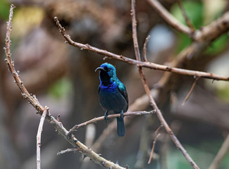 A male Orange-Tufted Sunbird (Cinnyris osea), a type of old world hummingbird, looking around and showing his tongue.