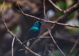 A male Orange-Tufted Sunbird (Cinnyris osea), a type of old world hummingbird, looking around and showing his tongue.