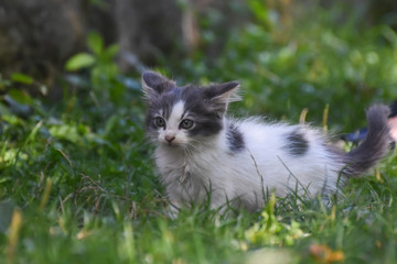 Naklejka na ściany i meble Curious little kitten play in the grass. Little kitty play outside 