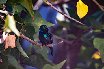 A male Orange-Tufted Sunbird (Cinnyris osea), a type of old world hummingbird, looking around and showing his tongue.