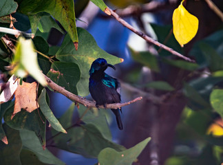 A male Orange-Tufted Sunbird (Cinnyris osea), a type of old world hummingbird, looking around and showing his tongue.