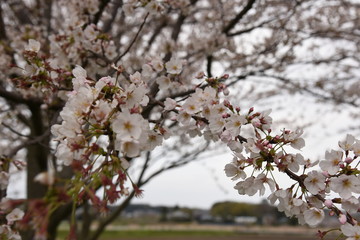 桜