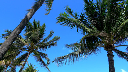 Palm trees in the wind against blue sky