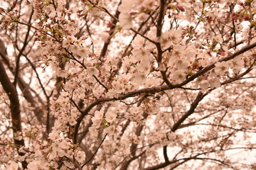 桜