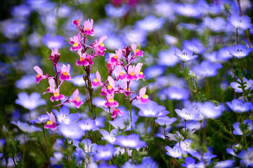 薄青のネモフィラをバックにした紫のリナリア
