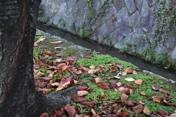 Tree in the Park