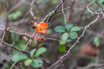 東京都新宿区の公園に咲くオレンジ色の花