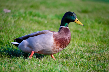 Adult Mallard Duck (Anas platyrhynchos)