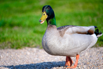 Adult Mallard Duck (Anas platyrhynchos)