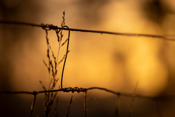 the iron wire of the deposit forms a silhouette against the sky