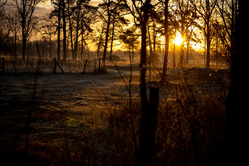 the first rays of sunlight come through the trees, the start of a new day full of opportunities to make something of it