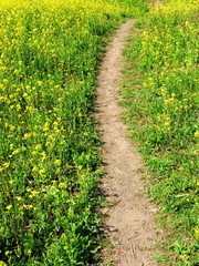 Naklejka premium 小道のある菜の花咲く朝の江戸川土手風景