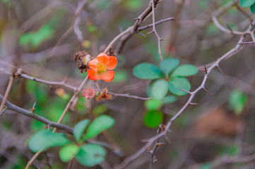 東京都新宿区の公園に咲くオレンジ色の花