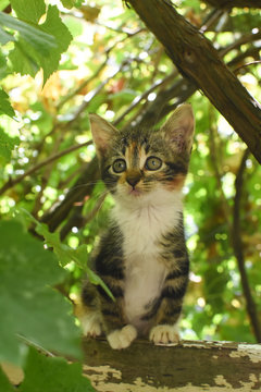 Little Kitten play on a branch in the tree. Portrait of a beautiful cat climb on branches