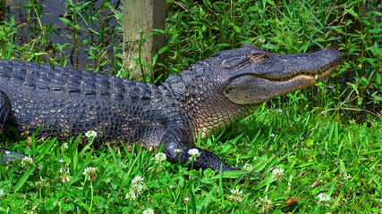 Big alligator in the swamps of Louisiana