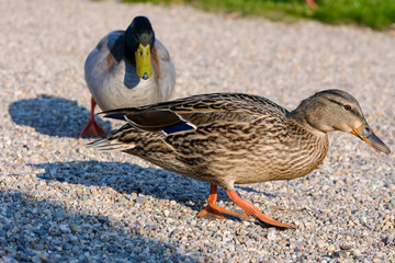 Pair of adult mallard duck (Anas platyrhynchos)