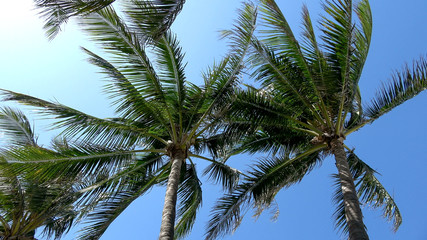 Fototapeta na wymiar Palm trees in the wind against blue sky
