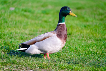 Adult Mallard Duck (Anas platyrhynchos)