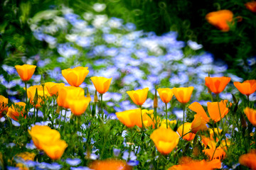 薄青いネモフィラをバックにしたカリフォルニアポピー