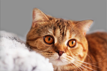 Very beautiful red cat with gorgeous ginger coloured eyes and cute face lies on the couch on grey background