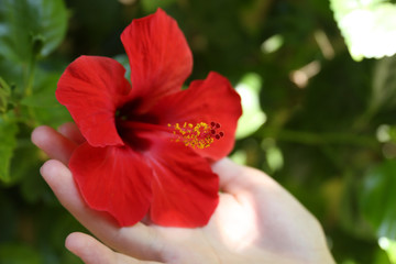 Hibiscus