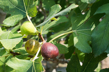 Fig on tree between the leaves