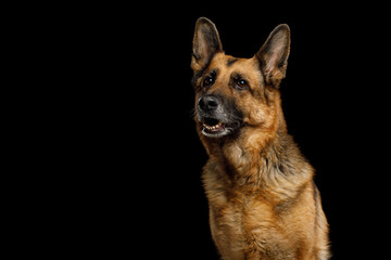 Portrait of Cute German Shepherd Dog Looking Curious on Isolated Black Background
